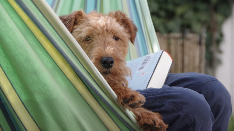 Sitz! Platz! Hundesteuer!
