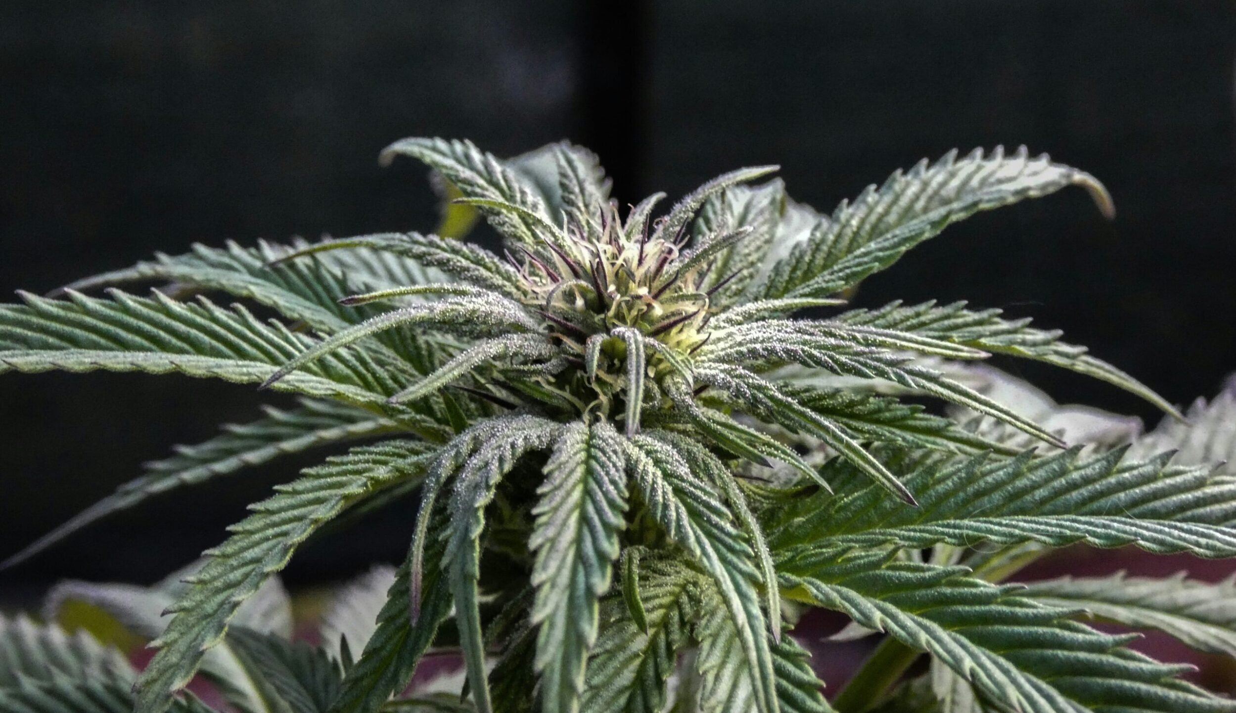 Cannabis-Pflanze