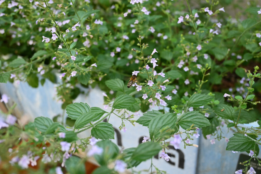 Wildbiene fliegt über essbare Minzpflanzen mit kleinen lila Blüten in einem Betonkanu an der h_da