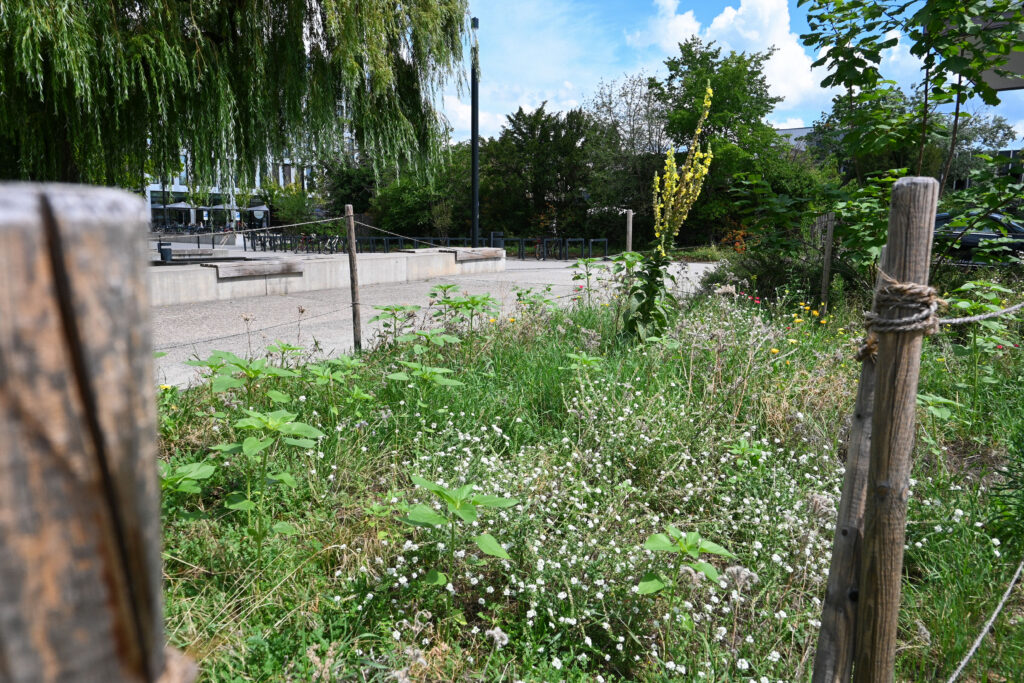 Staudenbeet mit verschiedenen Pflanzen und Blumen zur Erhöhung der Artenvielfalt an der h_da, eingefasst mit Holzpfosten und Seil